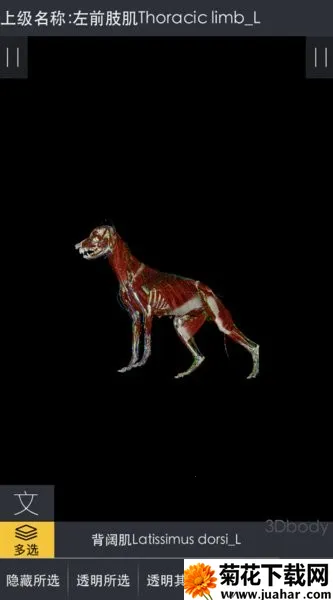 3dbody宠物破解版 3dbody宠物破解版