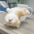 ��ƿ��Ƶ2026���ذ�װv1.0.0 ��׿��